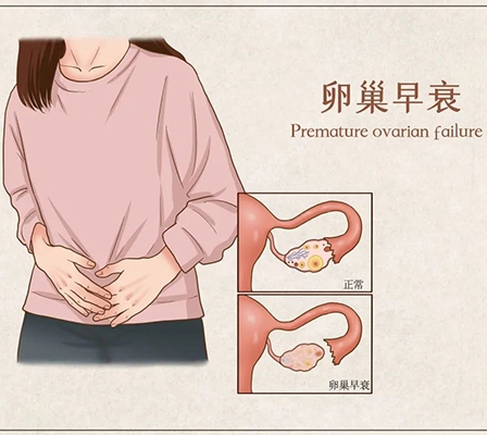 卵巢早衰致断崖式衰老？香港城市大学研究发现红光可预防卵巢功能衰退，延缓衰老！