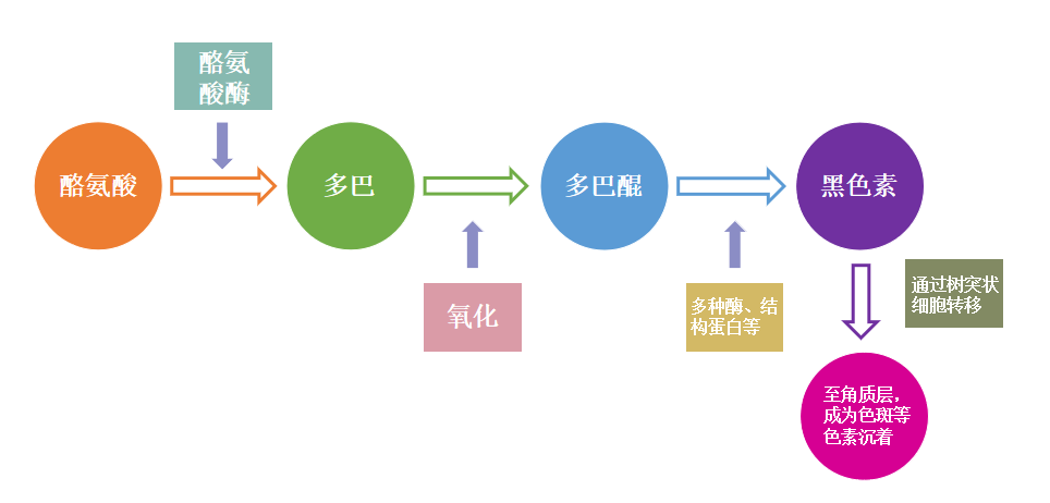 抑制、阻断或影响黑色素生成